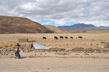 Fototapeta na wymiar Livestock in the vastness of the Altiplano