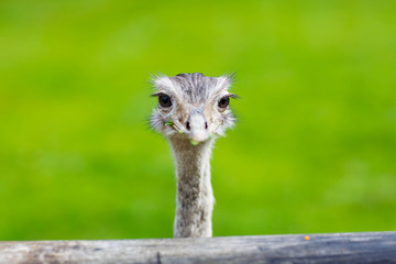 Ostrich head closeup. Animal zoo, outdoors