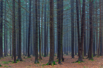 Obraz premium dense dark coniferous forest autumn day