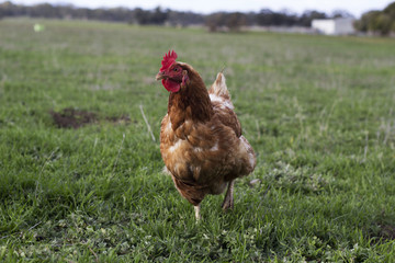 Chicken in Paddock 