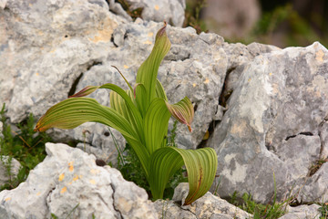 veratro nero (Veratrum nigrum) - pianta