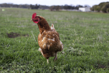 Chicken in Paddock 