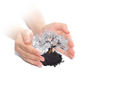 Conceptual tree or plant in woman hands