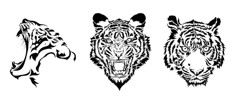 tiger heads in black vector