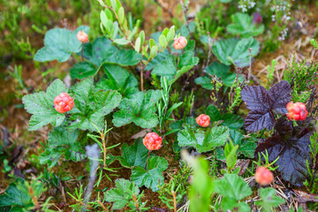 Cloudberry bushes are on the marsh in North Karelia