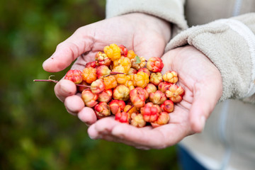 A handful of full ripe and overripe cloudberries, women's hands