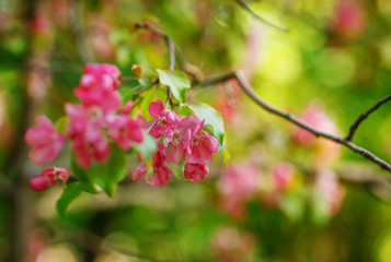Blossom apple tree