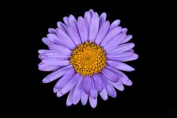 Alps, Grossglockner, Aster Alpinus