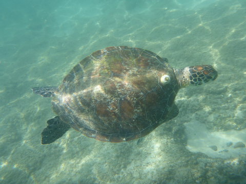 A large sea turtle swimming in the ocean