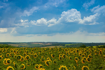 Sunflower field landscape