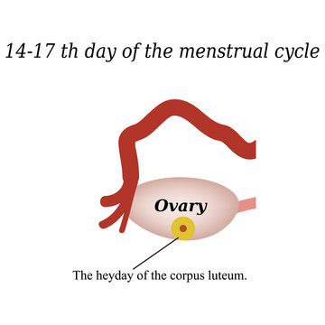 14 -17 day of the menstrual cycle - the formation of the corpus