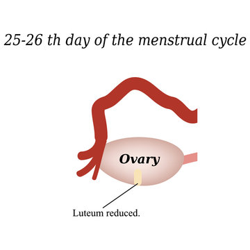 25-26 days of the menstrual cycle - reducing the corpus luteum
