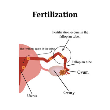 Fertilization. Vector illustration isolated on a white