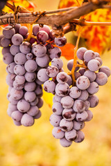 grappoli d'uva in maturazione al sole autunnale