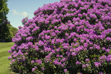Obraz premium Purple rhododendron in park