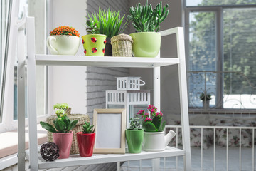 House plants, succulents