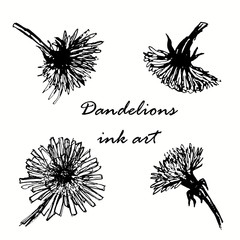 dandelions ink hand drawn sketch vector illustration