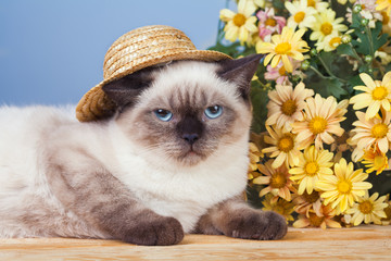 Cat wearing straw hat near flowers