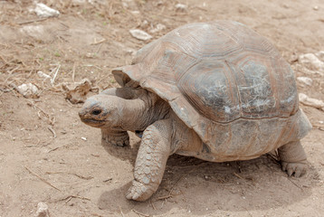 tortue de l'île Rodrigues