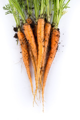 freshly picked carrots