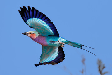 Lilac-breasted Roller in flight - 88109437
