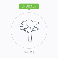 Pine tree icon. Forest wood sign.