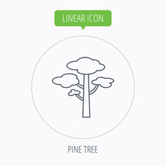 Pine tree icon. Forest wood sign.