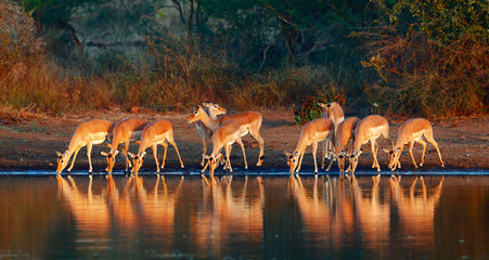Impala herd with reflections in water - obrazy, fototapety, plakaty