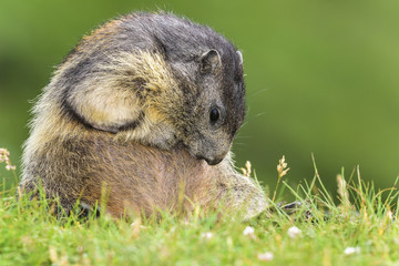 Alpine marmot