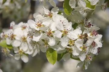 Bee on the Pear Flowers