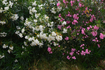 nerium oleander shrub