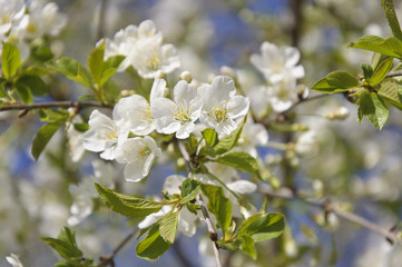 Cherry Flowers