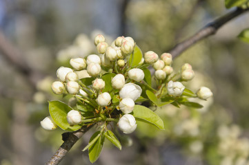 Pear Flowers