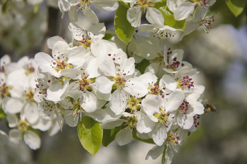 Pear Flowers