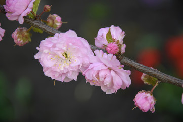 Sakura Flowers