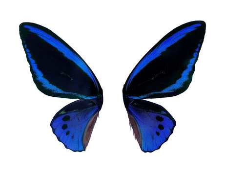Wings Ornitoptera priamus. Blue Butterfly on white background