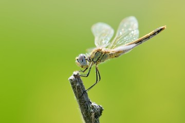Libellula (Sympetrum fonscolombii, female