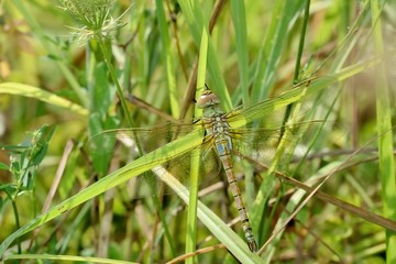 Libellula (Anax ephippiger, female)