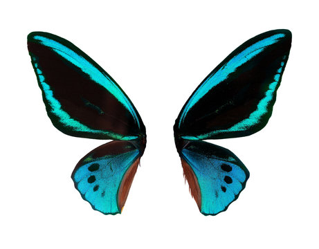 Wings Ornitoptera priamus. Blue Butterfly on white background