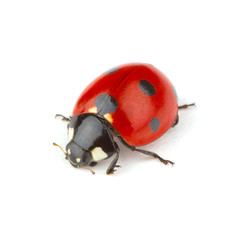 Ladybug isolated on white background