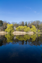 Trees Reflecting in a Lake in the Summer
