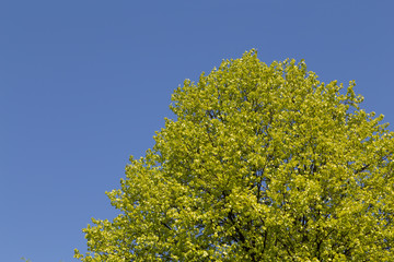 Trees with fresh leaves.