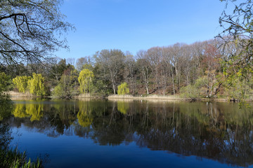 Trees Reflecting in a Lake in the Summer