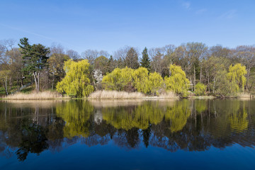 Trees Reflecting in a Lake in the Summer