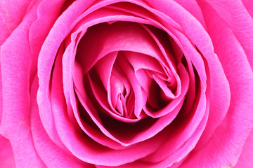 Makroaufnahme einer Rose