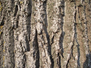 wood texture or background