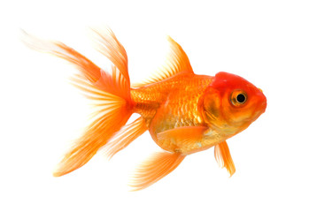 Goldfish isolated on white background