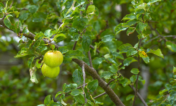 Apples hanging in a tree after rain in summer