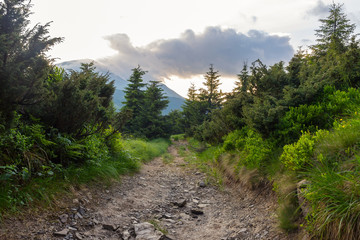 Obraz premium Dirt road through the wood, views of Mount Petros, Carpathians