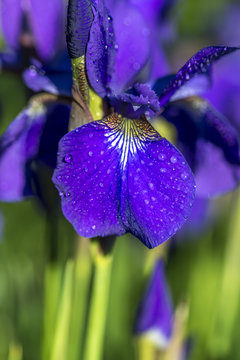 Iris versicolo or purple iris